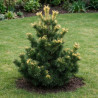 Pin blanc du Japon 'Goldilocks' Pot 25L 60/80cm - Pinus parv. Goldilocks