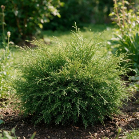 Microbiote de Sibérie Pot 30/40cm - Microbiota decussata