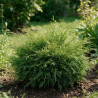 Microbiote de Sibérie Pot 30/40cm - Microbiota decussata