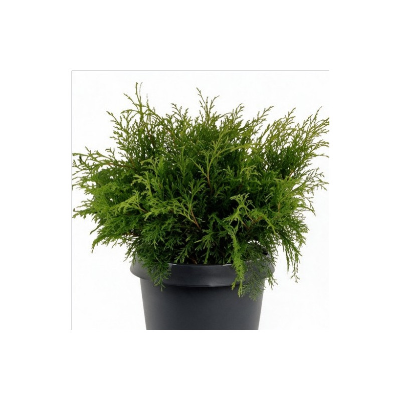 Microbiote de Sibérie Pot 30/40cm - Microbiota decussata