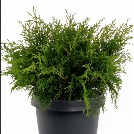 Microbiote de Sibérie Pot 30/40cm - Microbiota decussata