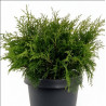 Microbiote de Sibérie Pot 30/40cm - Microbiota decussata
