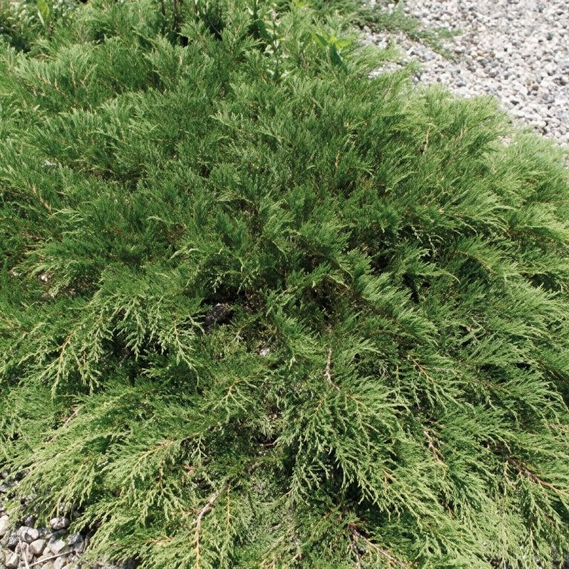 Microbiote de Sibérie 'Fussball' Pot 2,5L 20/30cm - Microbiota decussata Fussball