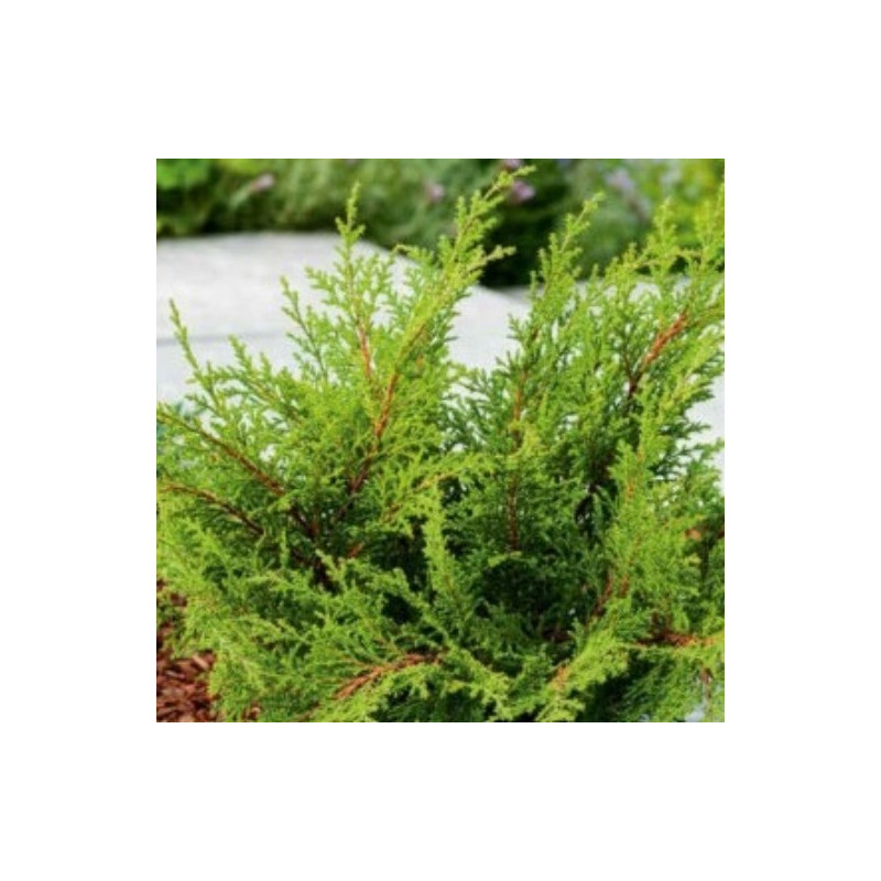 Microbiote de Sibérie 'Fussball' Pot 2,5L 20/30cm - Microbiota decussata Fussball