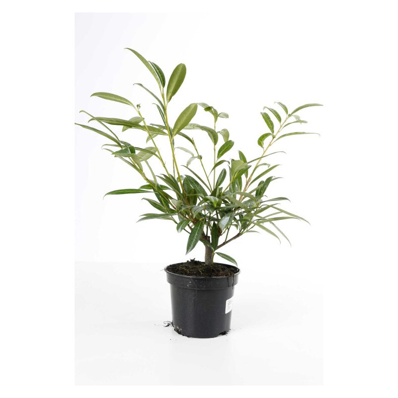 Laurier-cerise Zabeliana 40/60cm Pot 3L - Prunus laurocerasus Zabeliana