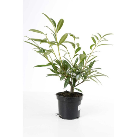 Laurier-cerise Zabeliana 40/60cm Pot 3L - Prunus laurocerasus Zabeliana