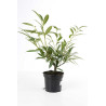 Laurier-cerise Zabeliana 40/60cm Pot 3L - Prunus laurocerasus Zabeliana