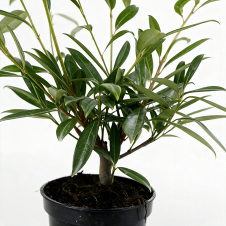 Laurier-cerise Zabeliana 40/60cm Pot 3L - Prunus laurocerasus Zabeliana