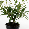 Laurier-cerise Zabeliana 40/60cm Pot 3L - Prunus laurocerasus Zabeliana