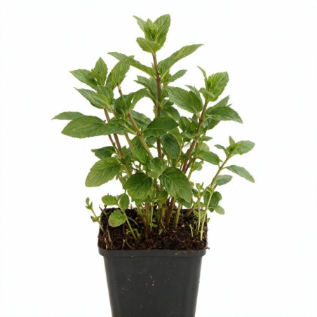 Menthe spicata Moroccan 20cm Godet 9cm - Mentha