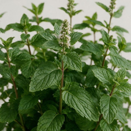 Menthe piperita 20cm Godet 9cm - Mentha