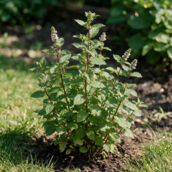 Menthe piperita 20cm Godet 9cm - Mentha