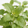 Mélisse officinalis 20cm Godet 9cm - Melissa