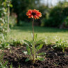 Gaillarde Tokayer 20cm Godet 9cm - Gaillardia