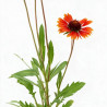 Gaillarde Tokayer 20cm Godet 9cm - Gaillardia