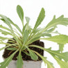 Gaillarde Kobold 20cm Godet 9cm - Gaillardia