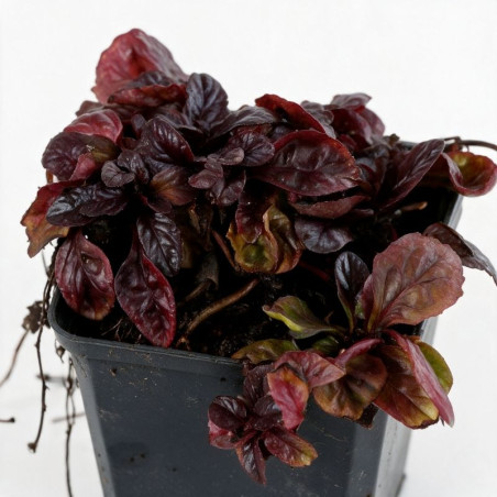 Bugle reptans Atropurpurea 20cm Godet 9cm - Ajuga