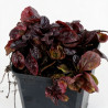 Bugle reptans Atropurpurea 20cm Godet 9cm - Ajuga