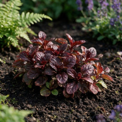 Bugle reptans Atropurpurea 20cm Godet 9cm - Ajuga