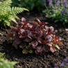 Bugle reptans Atropurpurea 20cm Godet 9cm - Ajuga