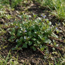 Bugle reptans 20cm Godet 9cm - Ajuga
