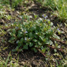 Bugle reptans 20cm Godet 9cm - Ajuga