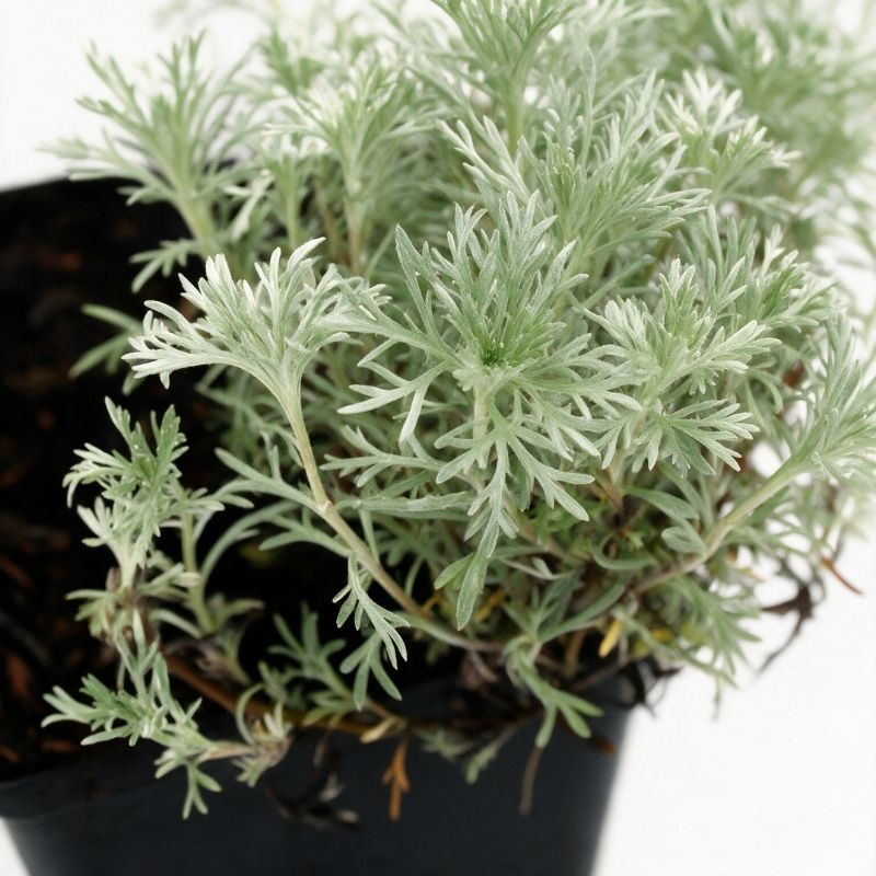Armoise schmidtiana Nana’ 20cm Godet 9cm - Artemisia