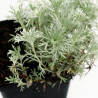 Armoise schmidtiana Nana’ 20cm Godet 9cm - Artemisia