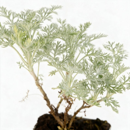 Armoise Powis Castle 20cm Godet 9cm - Artemisia
