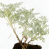 Armoise Powis Castle 20cm Godet 9cm - Artemisia