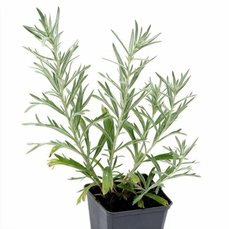 Armoise ludoviciana Silver Queen 20cm Godet 9cm - Artemisia