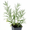 Armoise ludoviciana Silver Queen 20cm Godet 9cm - Artemisia