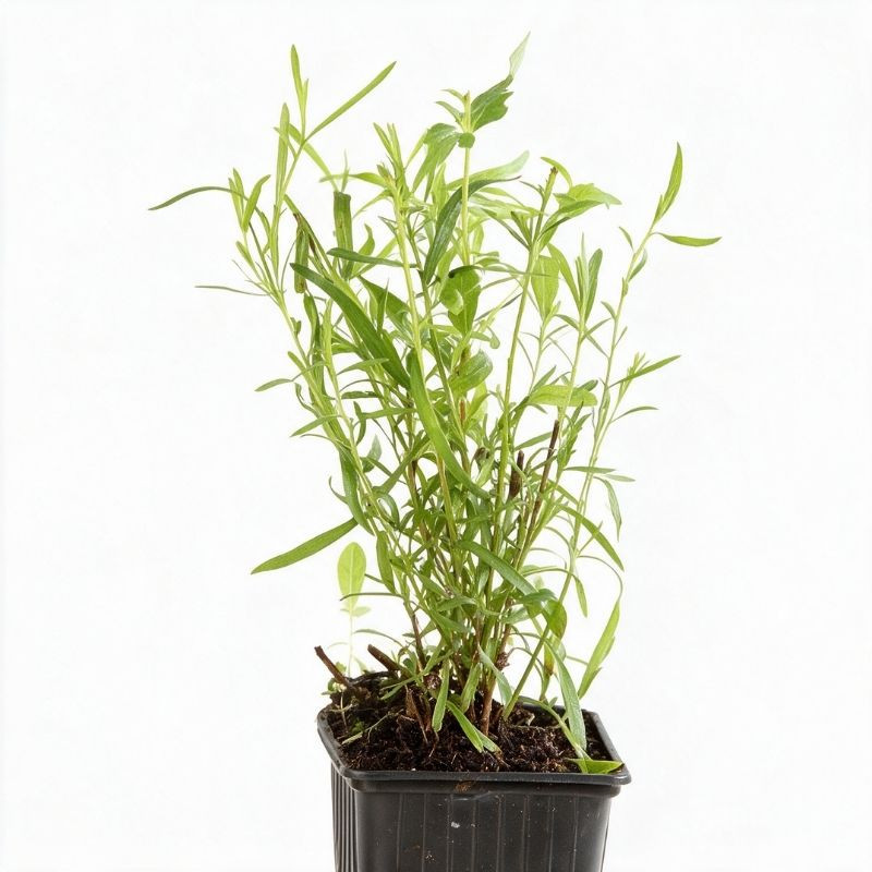 Armoise dracunculus 20cm Godet 9cm - Artemisia
