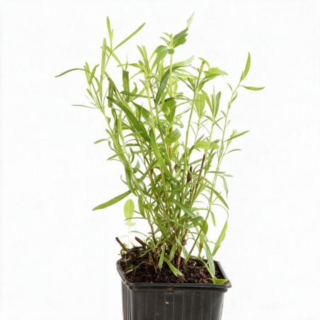 Armoise dracunculus 20cm Godet 9cm - Artemisia