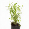 Armoise dracunculus 20cm Godet 9cm - Artemisia