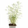 Armoise abrotanum 20cm Godet 9cm - Artemisia