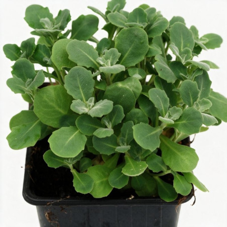 Arabette alpina Snowcap 20cm Godet 9cm - Arabis