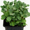 Arabette alpina Snowcap 20cm Godet 9cm - Arabis