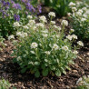 Arabette alpina Snowcap 20cm Godet 9cm - Arabis