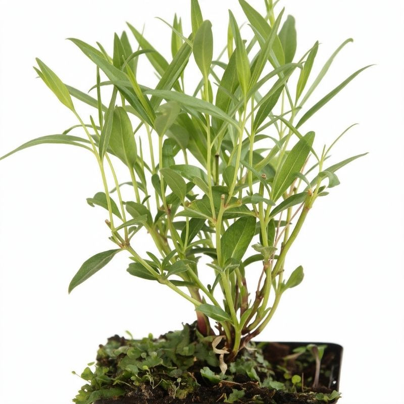 Amsonie Blue Ice 20cm Godet 9cm - Amsonia
