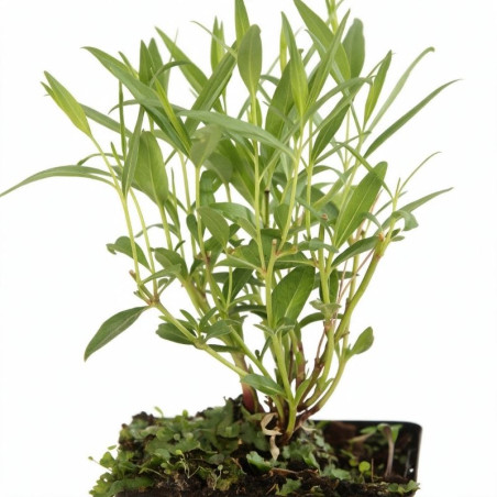 Amsonie Blue Ice 20cm Godet 9cm - Amsonia