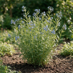 Amsonie Blue Ice 20cm Godet 9cm - Amsonia