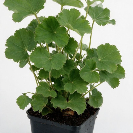 Alchémille mollis 20cm Godet 9cm - Alchemilla