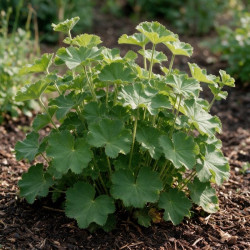 Alchémille mollis 20cm Godet 9cm - Alchemilla