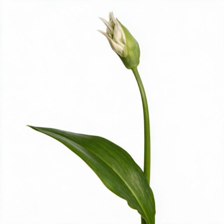 Ail d'ornement ursinum 20cm Godet 9cm - Allium