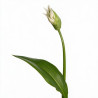 Ail d'ornement ursinum 20cm Godet 9cm - Allium