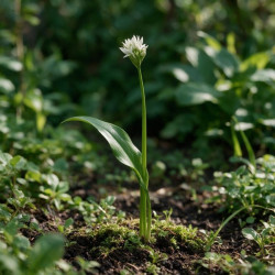 Ail d'ornement ursinum 20cm Godet 9cm - Allium