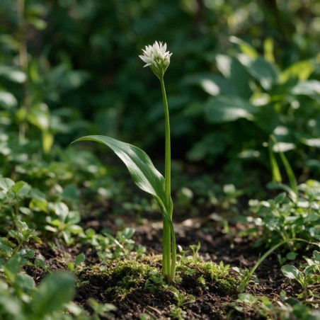 Ail d'ornement ursinum 20cm Godet 9cm - Allium