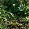 Ail d'ornement ursinum 20cm Godet 9cm - Allium