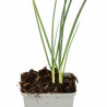 Ail d'ornement sphaerocephalon 20cm Godet 9cm - Allium